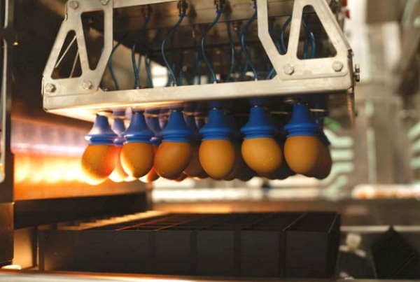 Brasil - La tecnología de sexado in ovo “Cheggy” se utiliza por primera vez - Image 2