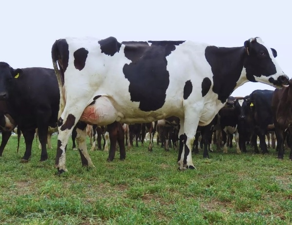 Avanzan en el desarrollo de una vacuna para prevenir la mastitis bovina - Image 1