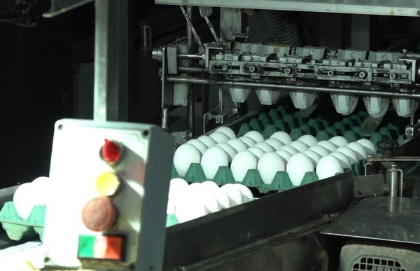 Argentina - Grupo Bolzán cumple 40 años: Del tambo a vender huevos - Image 4