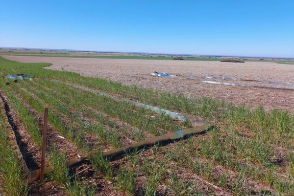 Argentina - Centeno para controlar la erosión - Image 2