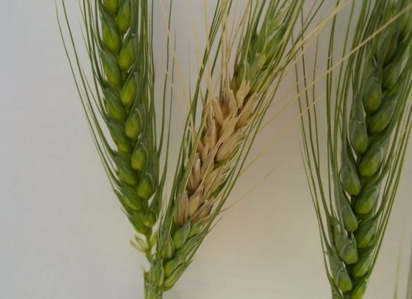 Argentina - Trigo: Herramientas de predicción para monitorear enfermedades - Image 2