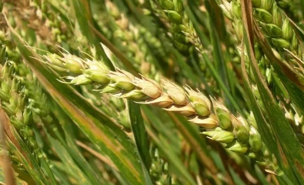 Argentina - Trigo: Herramientas de predicción para monitorear enfermedades - Image 1