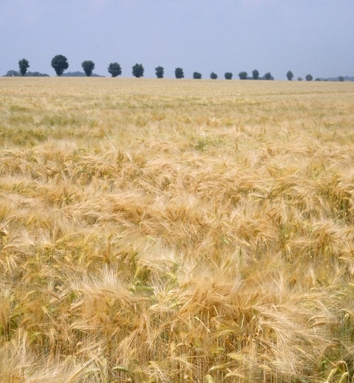 Argentina - RAGT Semillas adquiere el negocio de cebada maltera de Syngenta - Image 1