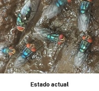 EE.UU. - USDA lanza un sitio web sobre el gusano barrenador del Nuevo Mundo - Image 2