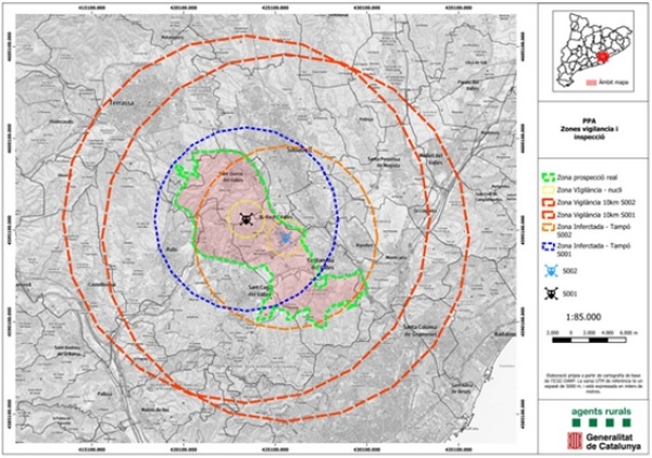 España - La peste porcina africana reaparece tras 31 años - Image 2
