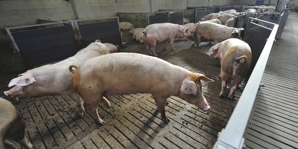 España - Deja sin efecto normativa sobre espacio mínimo obligatorio de cada cerdo - Image 1