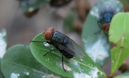 EE.UU. - USDA lanza un sitio web sobre el gusano barrenador del Nuevo Mundo - Image 1
