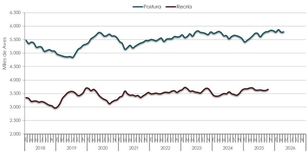 Argentina - Informe con estimaciones de Reproductoras Pesadas y Pollitos BB - Image 3