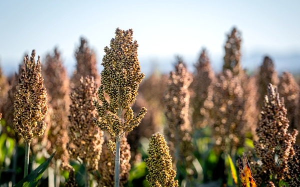 Argentina - El sorgo, aliado de la producción porcina para maximiza la rentabilidad - Image 1