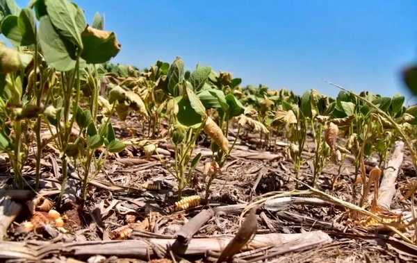 Argentina - Especialista en manejo de estrés abiótico estara en EnBio 2026 - Image 2