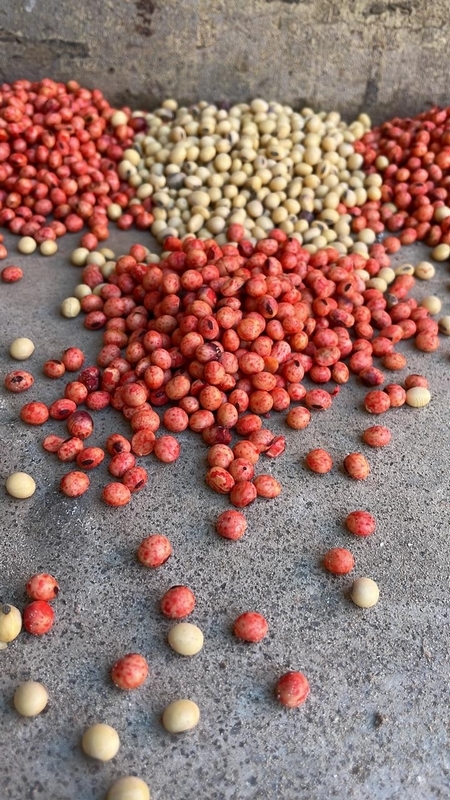 Coinoculación y tratamiento acelerado: los conceptos del año en biológicos - Image 1