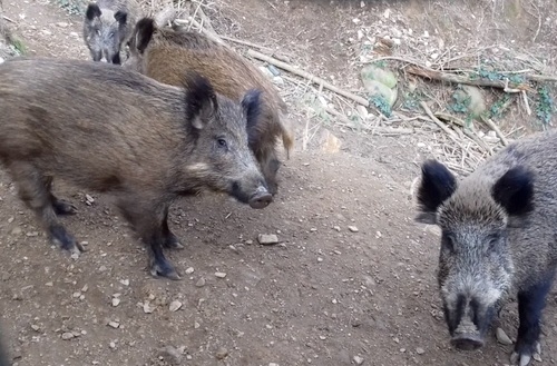 PPA: Virus detectado en jabalíes presenta una huella genética propia - Image 1