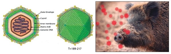España - Peste Porcina Africana (PPA), Bases de su conocimiento - Image 1