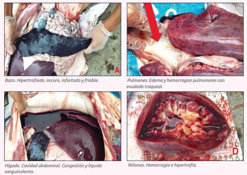 España - Peste Porcina Africana (PPA), Bases de su conocimiento - Image 2