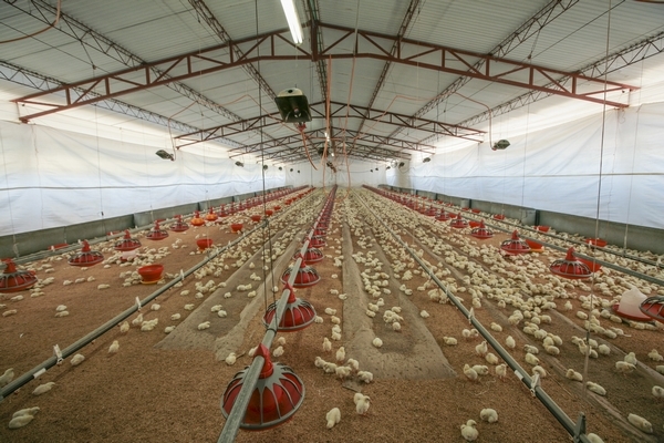 El sector avícola registra un crecimiento de 9,1% en el 2025 - Image 1