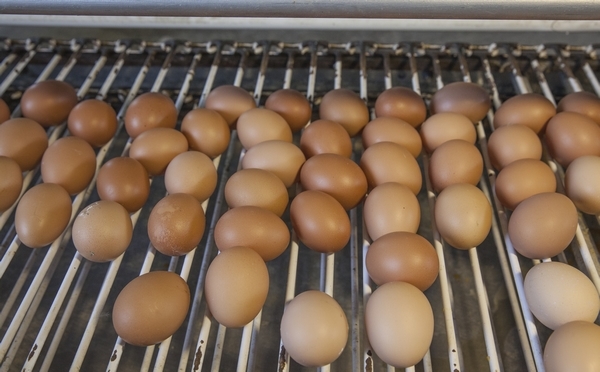 El sector avícola registra un crecimiento de 9,1% en el 2025 - Image 2