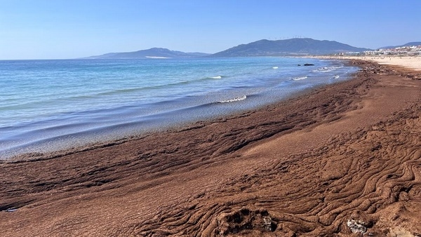 España - Convertir alga invasora en biofertilizante agrícola - Image 1
