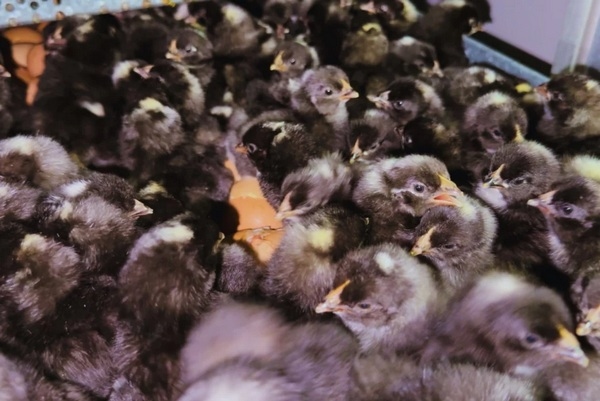Argentina - Optimizan la eficiencia genética de ponedoras Negra INTA - Image 2