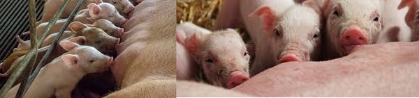 Vanguardia en Maternidad Porcina: Expertos definen las claves del éxito neonatal - Image 1