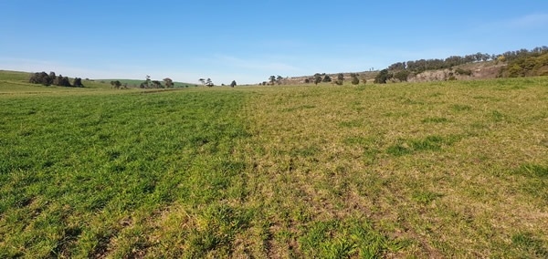 Argentina - Mayor nutrición para una ganadería de alta producción - Image 2