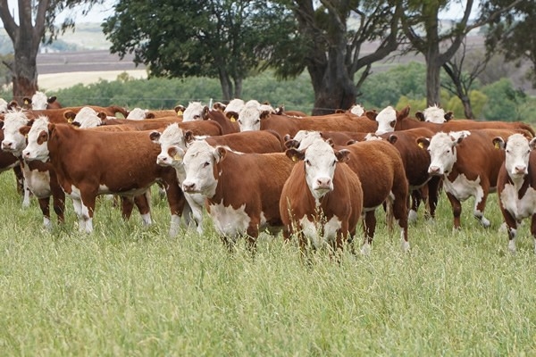 Argentina - Mayor nutrición para una ganadería de alta producción - Image 1
