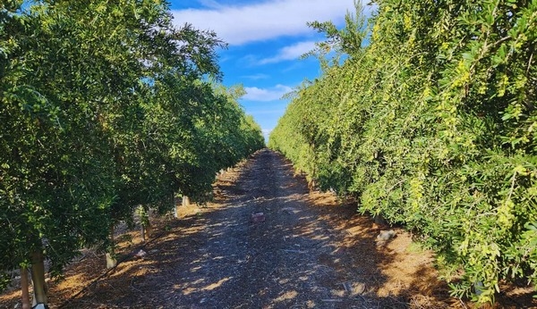 Argentina - Coproducto de la oliva base para suplementos nutritivos para monogástricos - Image 2