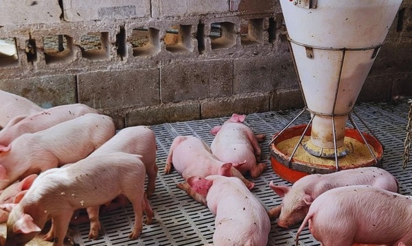 Argentina - Coproducto de la oliva base para suplementos nutritivos para monogástricos - Image 3