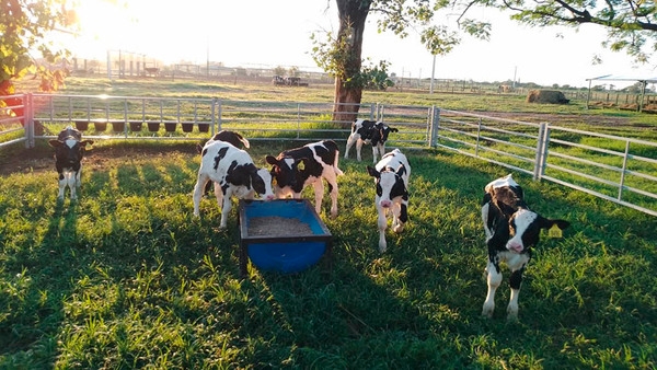 Criando las futuras vacas del tambo - Image 1
