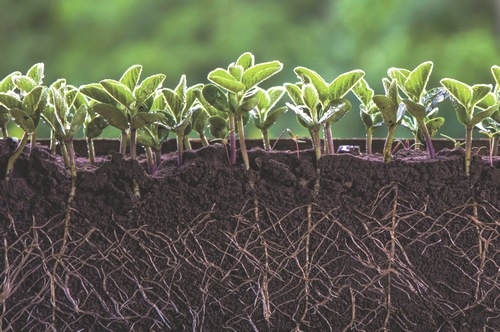 Argentina - Diplomatura Superior en Nutrición de Cultivos: Lanzan la 5° Cohorte - Image 1