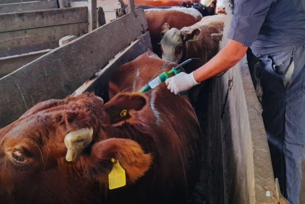 Bovino Criollo, entre las razas con resistencia natural a la garrapata - Image 1