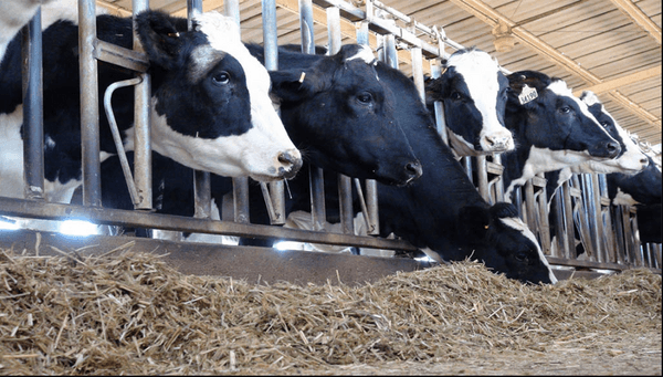 Del descarte intuitivo al negocio estratégico: cómo maximizar el valor en el tambo con genética y Beef on Dairy - Image 1