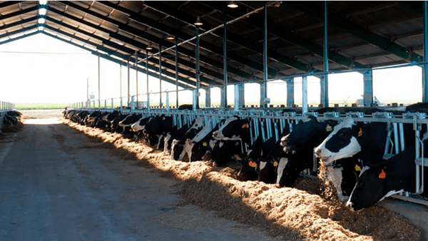 Del descarte intuitivo al negocio estratégico: cómo maximizar el valor en el tambo con genética y Beef on Dairy - Image 3