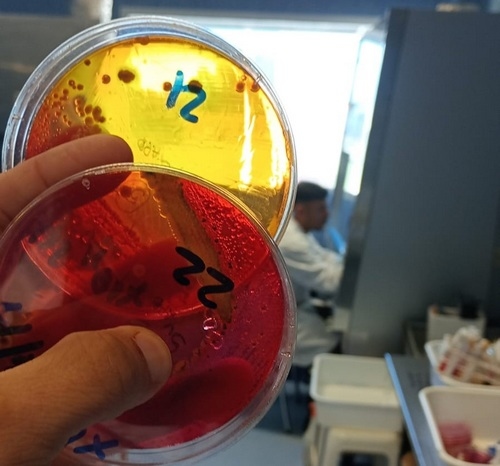 Argentina - INTA se integra a la RedLab para fortalecer el control sanitario avícola - Image 2