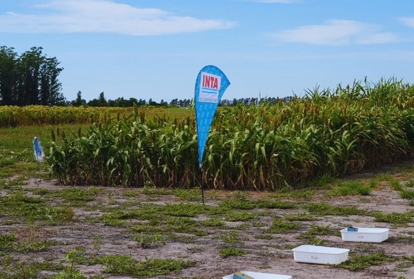 Argentina - Con drones y algoritmos, reducen el uso de nitrógeno en girasol - Image 3