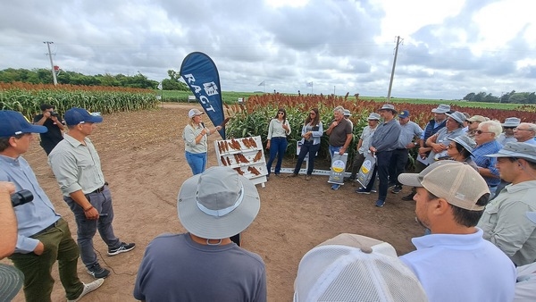 Argentina - Expo RAGT Semillas: El sorgo podría duplicar su actual rinde promedio - Image 5