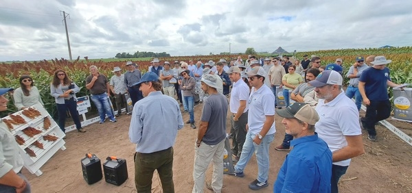 Argentina - Expo RAGT Semillas: El sorgo podría duplicar su actual rinde promedio - Image 3