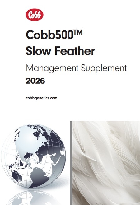 El Arte de Preparar a la Reproductora Cobb 500: Informe de manejo - Image 1