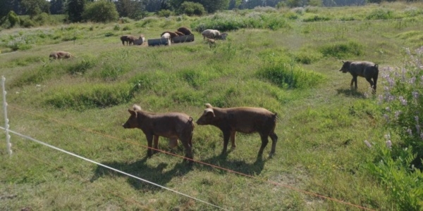 Avances de la producción porcina certificada en América Latina - Image 3