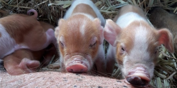 Avances de la producción porcina certificada en América Latina - Image 2