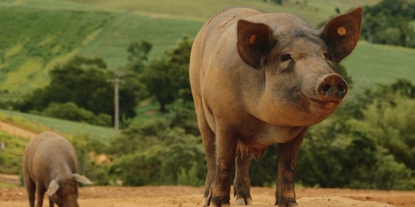 Avances de la producción porcina certificada en América Latina - Image 1