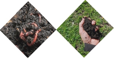 Uruguay - Lanzamiento del proyecto de vermicompostaje - Image 1