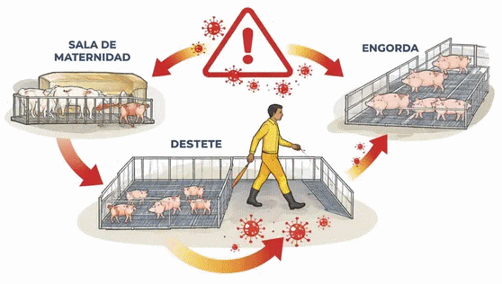 CerdoCast #229: Porcicultura en Ecuador: Desafíos de costos y competitividad global - Image 5