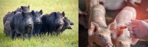 Francia - Peste Porcina Africana: Nuevo modelo para evaluar la transmisión entre cerdos domésticos y jabalíes - Image 1