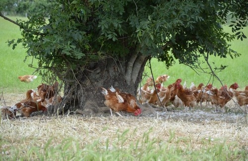 España - Huevos Guillén: Luz verde a la nueva granja de huevos camperos - Image 1