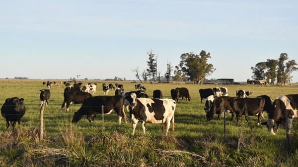 Jornada de tambos de bajo costo de producción + sucesión y recambio generacional - Image 1