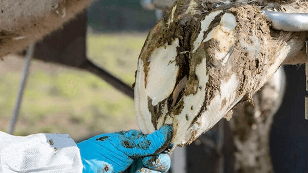 Sin buenas patas no hay leche: Taller de podología bovina en TodoLáctea - Image 2