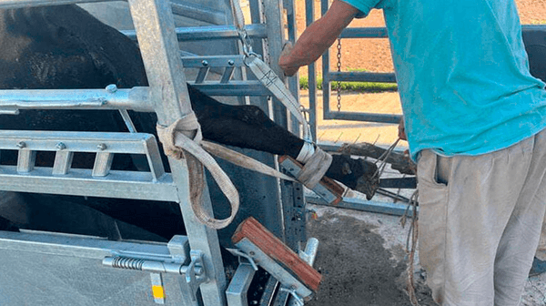 Sin buenas patas no hay leche: Taller de podología bovina en TodoLáctea - Image 1