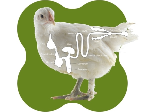 Avances en la salud intestinal y endotoxinas - Image 1