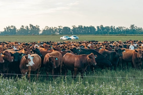 Cargill dirá presente en el Congreso Maizar 2026 con foco en calidad de carne - Image 1