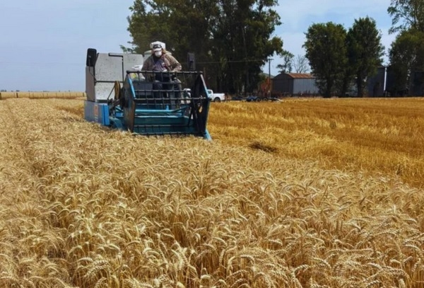 Argentina - Planificar la fertilización, clave para mantener la productividad - Image 1